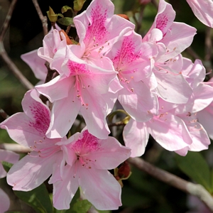 Azalea George L Tabor